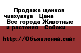 Продажа щенков чиахуахуа › Цена ­ 12 000 - Все города Животные и растения » Собаки   